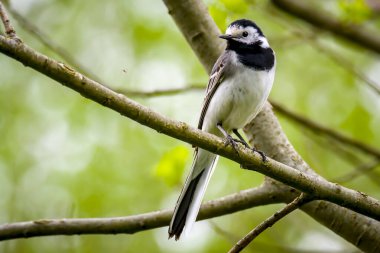 Sallanan kuyruk bir dala oturur