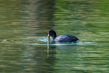 Doğayı koruma gölünde yemek yerken ördek.