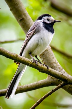 Sallanan kuyruk bir dala oturur