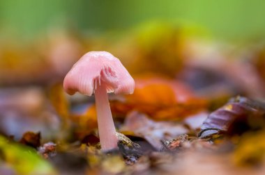 Çok renkli bir sonbahar ormanında lezzetli bir mantar.