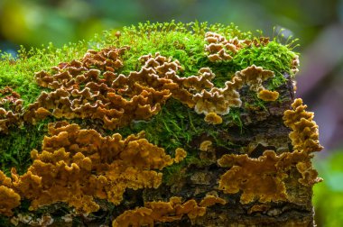 Çok renkli bir sonbahar ormanında lezzetli bir mantar.