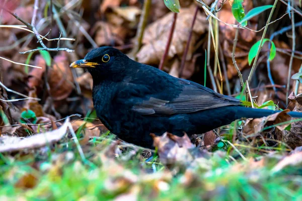 Blackbird Looking Food Autumn Leaves — Stock Photo, Image