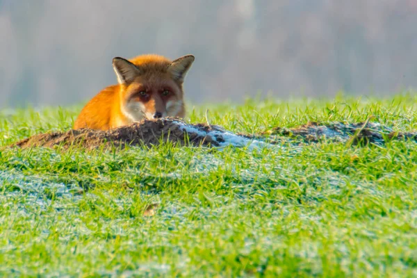 キツネの洞窟にいる若い狐 — ストック写真