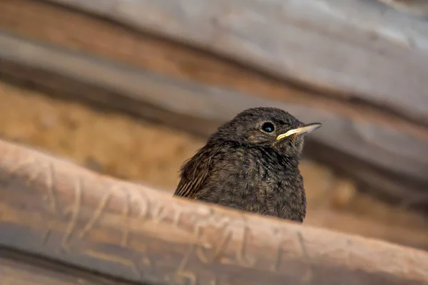 Roodharige Kuikens Wachten Een Mondvol — Stockfoto