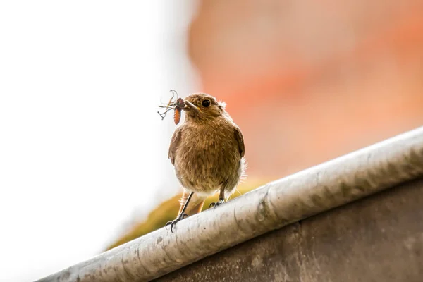 Redstart Femelle Apporte Nourriture Pour Les Jeunes — Photo