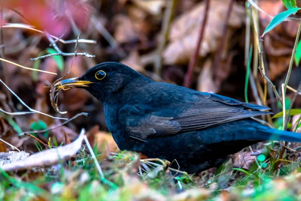 Blackbird Zoekt Voedsel Herfstbladeren — Stockfoto