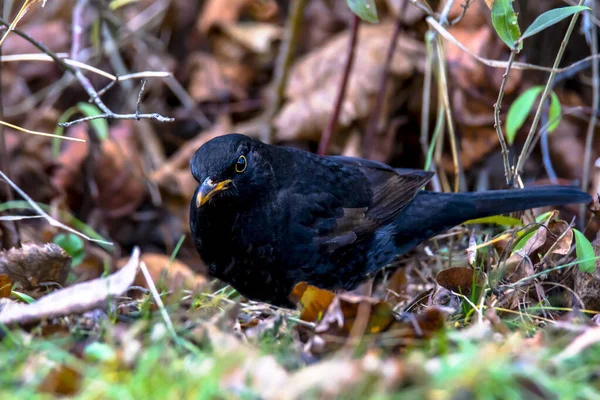 Blackbird Ищет Пищу Осенних Листьях — стоковое фото