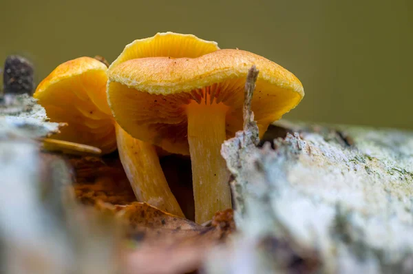 五彩缤纷的秋天森林里的美味真菌 — 图库照片
