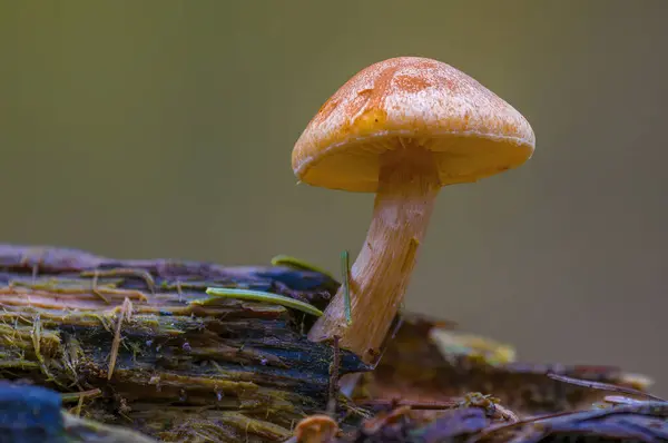 五彩缤纷的秋天森林里的美味真菌 — 图库照片