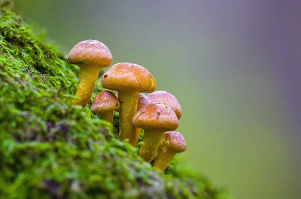 Tasty Fungus Multi Colored Autumn Forest — Stock Photo, Image