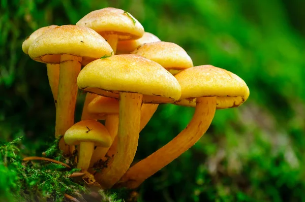 五彩缤纷的秋天森林里的美味真菌 — 图库照片