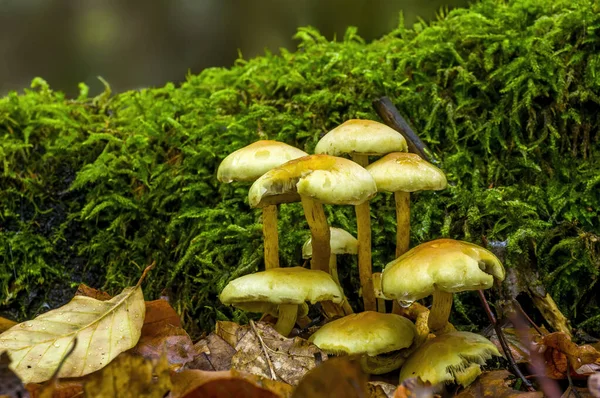 Tasty Fungus Multi Colored Autumn Forest — Stock Photo, Image