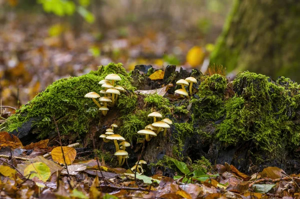 Smakelijke Schimmel Een Veelkleurig Herfstbos — Stockfoto