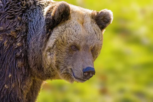 Big Brown Niedźwiedź Łące Natury — Zdjęcie stockowe