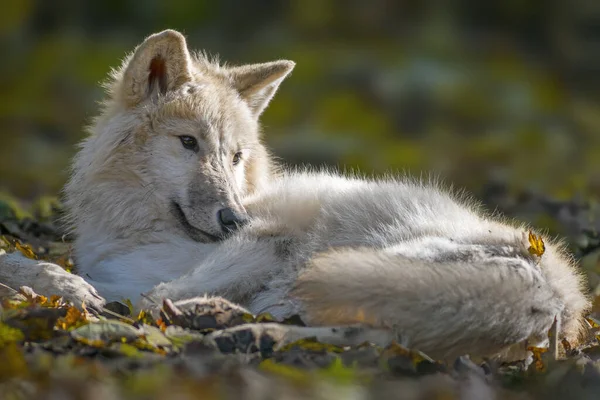 Loup Blanc Détend Dans Une Forêt Automne Colorée — Photo