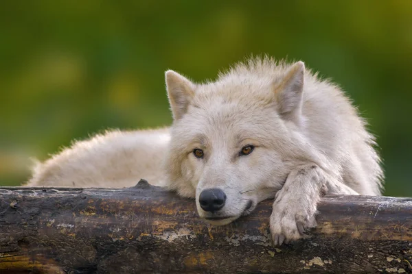 Lobo Blanco Relaja Colorido Bosque Otoñal — Foto de Stock