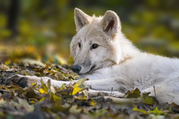Ένας Λευκός Λύκος Χαλαρώνει Ένα Πολύχρωμο Φθινόπωρο Δάσος — Φωτογραφία Αρχείου