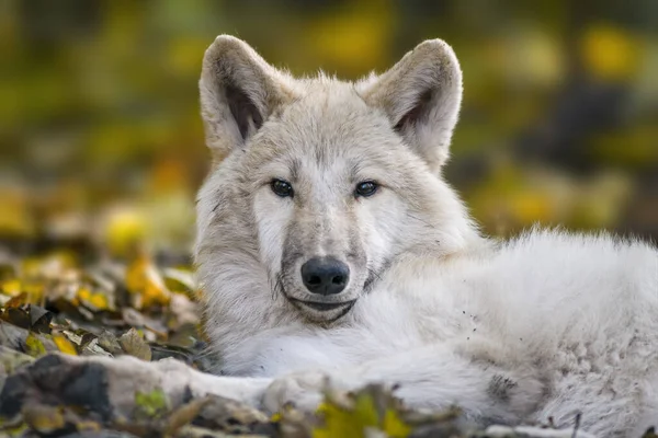 Een Witte Wolf Ontspant Een Kleurrijk Herfstbos — Stockfoto