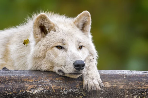 Loup Blanc Détend Dans Une Forêt Automne Colorée — Photo