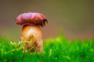 Çok renkli bir sonbahar ormanında lezzetli bir mantar.