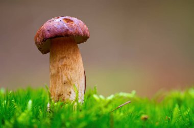 Çok renkli bir sonbahar ormanında lezzetli bir mantar.