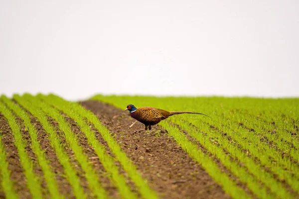 Ein Erwachsener Fasan Auf Einer Grünen Wiese — Stockfoto