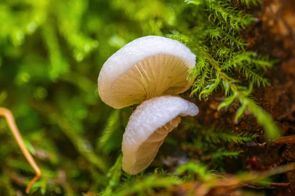 五彩缤纷的秋天森林里的美味真菌 — 图库照片