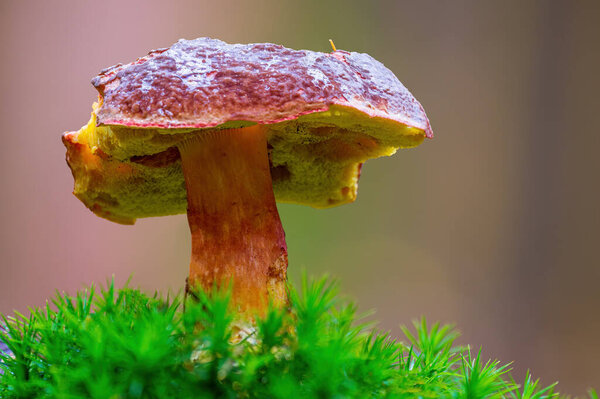 tasty fungus in a multi colored autumn forest