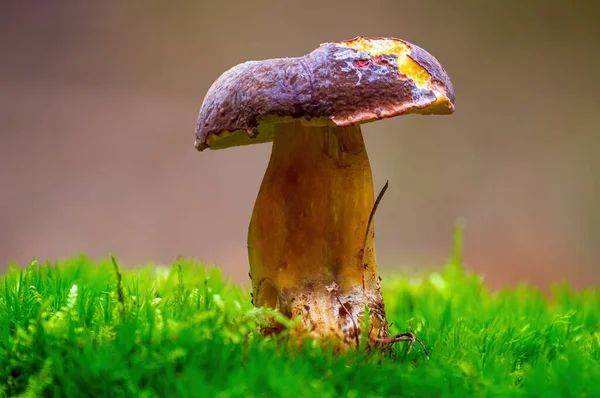 Champignon Savoureux Dans Une Forêt Automne Multicolore — Photo