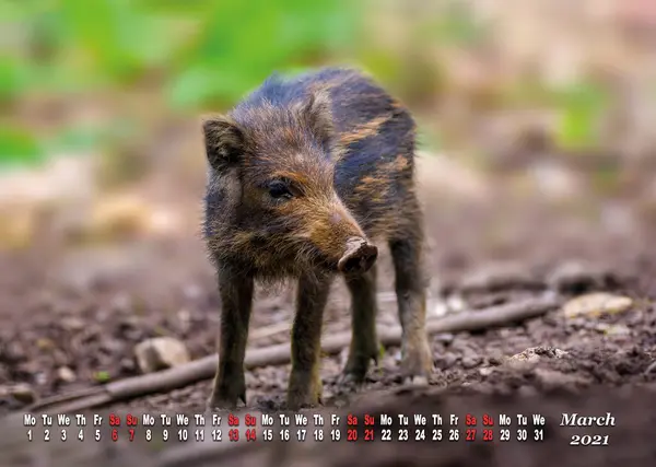 Ein Kalenderblatt Für 2021 Mit Wilden Lebenden Tieren — Stockfoto