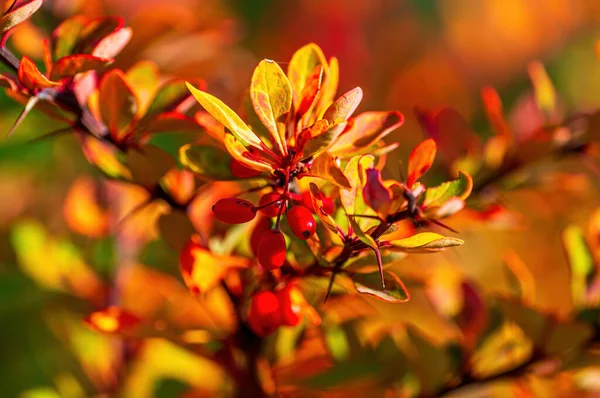 Güzel Renkli Sonbahar Yaprakları Güzel Havada — Stok fotoğraf