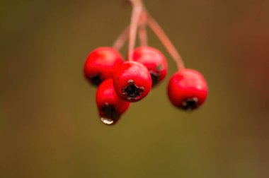 Güzel, renkli sonbahar yaprakları güzel havada.