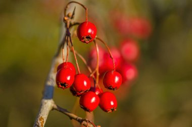 Güzel, renkli sonbahar yaprakları güzel havada.