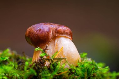 Çok renkli sonbahar ormanlarında lezzetli mantarlar