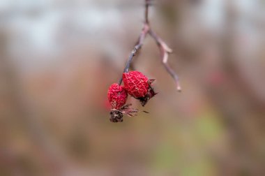 Sonbaharda bir çalılıkta taze bir meyve.
