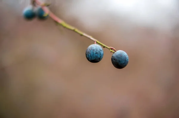 Frutto Bacca Saporito Fresco Cespuglio Autunno — Foto Stock