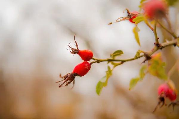 秋のブッシュで新鮮なおいしいベリーフルーツ — ストック写真