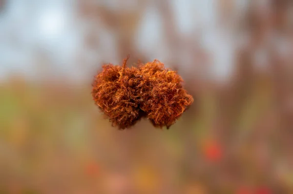 Una Bella Foglia Colorata Cespuglio Autunno — Foto Stock