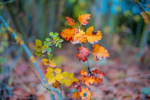 Een Mooi Kleurrijk Blad Bij Een Struik Herfst — Stockfoto