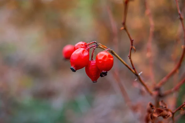 Buah Berry Segar Lezat Semak Semak Musim Gugur — Stok Foto