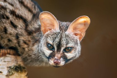 Genç bir Avrupalı benekli genet (Genetta genetta) Zoo Koethen Saxony Anhalt Almanya
