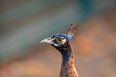Hayvanat Bahçesi Koethen Saxony Anhalt Almanya 'sında renkli bir erkek tavus kuşu (Pavo kristali)