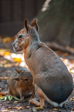 Bir patagonya marası (Dolichotis patagonum), Almanya 'da Saksonya Anhalt Hayvanat Bahçesi' nde bebeğini emziriyor.