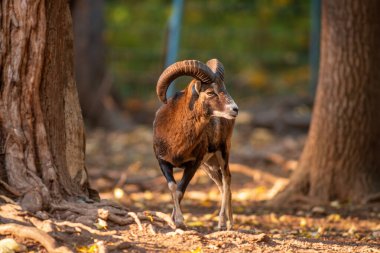 Genç bir erkek Mouflon (Ovis gmelini musimon) hayvanat bahçesinde koethen, saksafon anhalt, Almanya