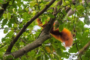 Bir kızıl sincap ormanda bir ağaca oturur ve yemek yer.