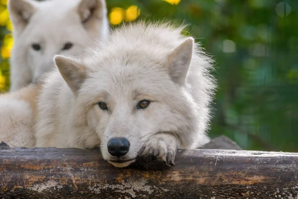 Ένας Λευκός Αρκτικός Πολικός Λύκος Στο Ζωολογικό Κήπο Koethen Sachsen — Φωτογραφία Αρχείου