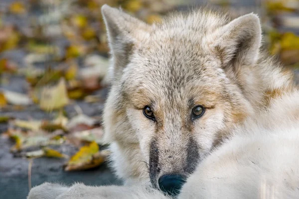 Lobo Polar Ártico Branco Zoológico Koethen Saxony Anhalt Alemanha — Fotografia de Stock