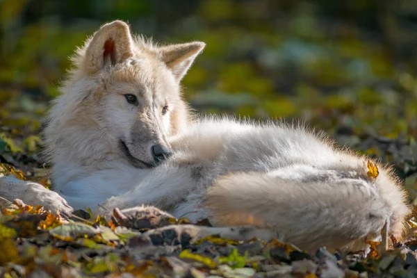 Loup Polaire Arctique Blanc Dans Zoo Koethen Saxe Anhalt Allemagne — Photo