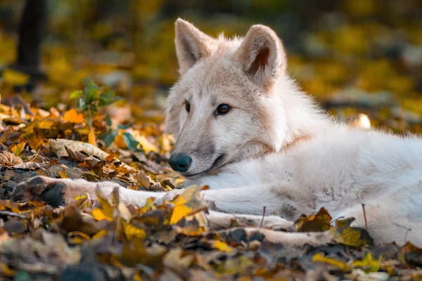 Lobo Polar Ártico Branco Zoológico Koethen Saxony Anhalt Alemanha — Fotografia de Stock