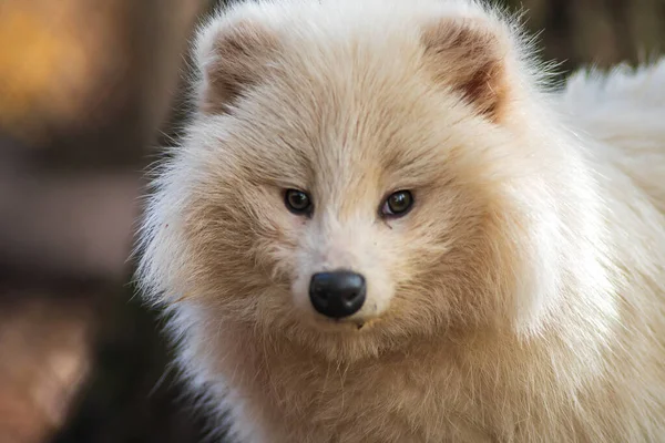 Jovem Guaxinim Branco Zoológico Koethen Saxônia Anhalt Alemanha — Fotografia de Stock